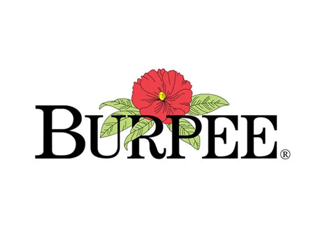 Burpee Discount